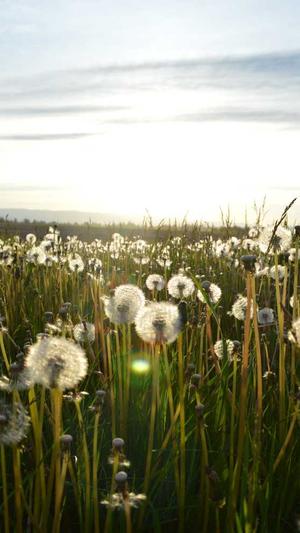 成都网站开发建设公司截图3