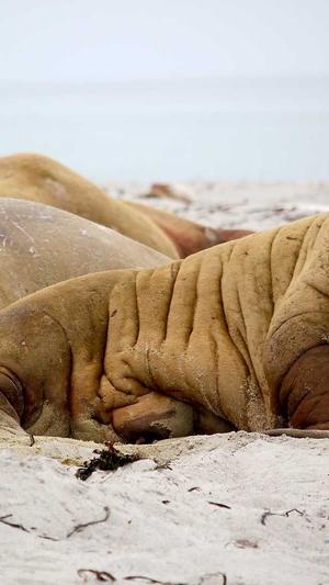 seo伪原创工具截图3