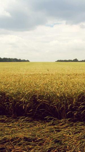 免费网站建设网站截图4