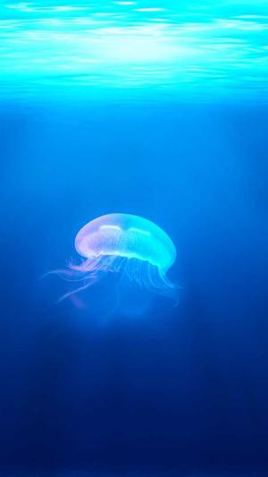 搭建蜘蛛池截图2