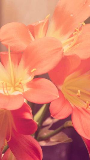 seo关键词排名工具 s截图2