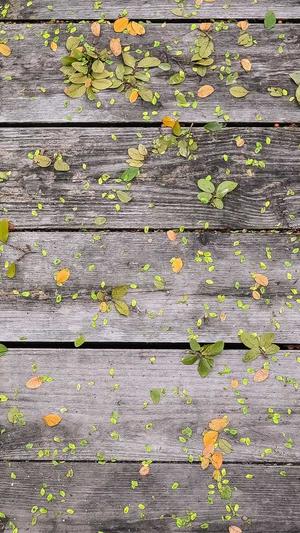 桔子seo工具截图4