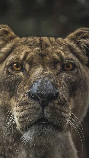 英文网站seo截图1