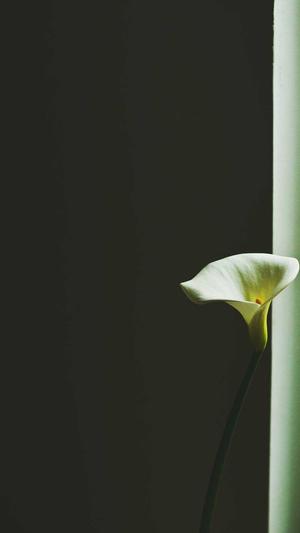 江西蜘蛛池出租服务截图1